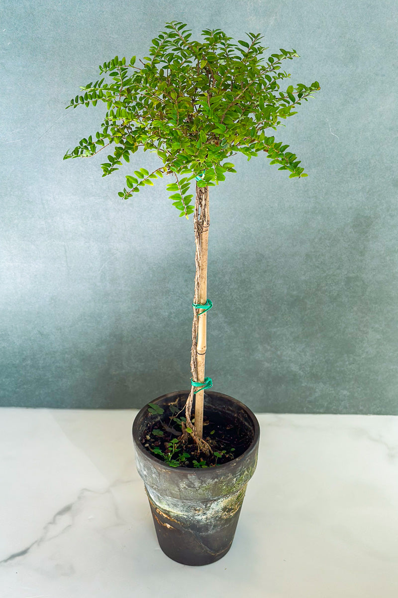 planting honeysuckle in pots Boxwood Honeysuckle, Topiary 4" Grey Clay Pot – Chalet