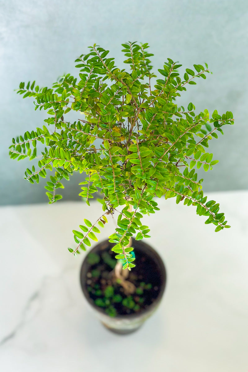 Boxwood Honeysuckle, Topiary 5" Grey Clay Pot