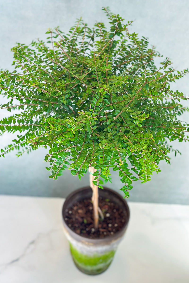 Boxwood Honeysuckle, Topiary 7" Grey Clay Pot