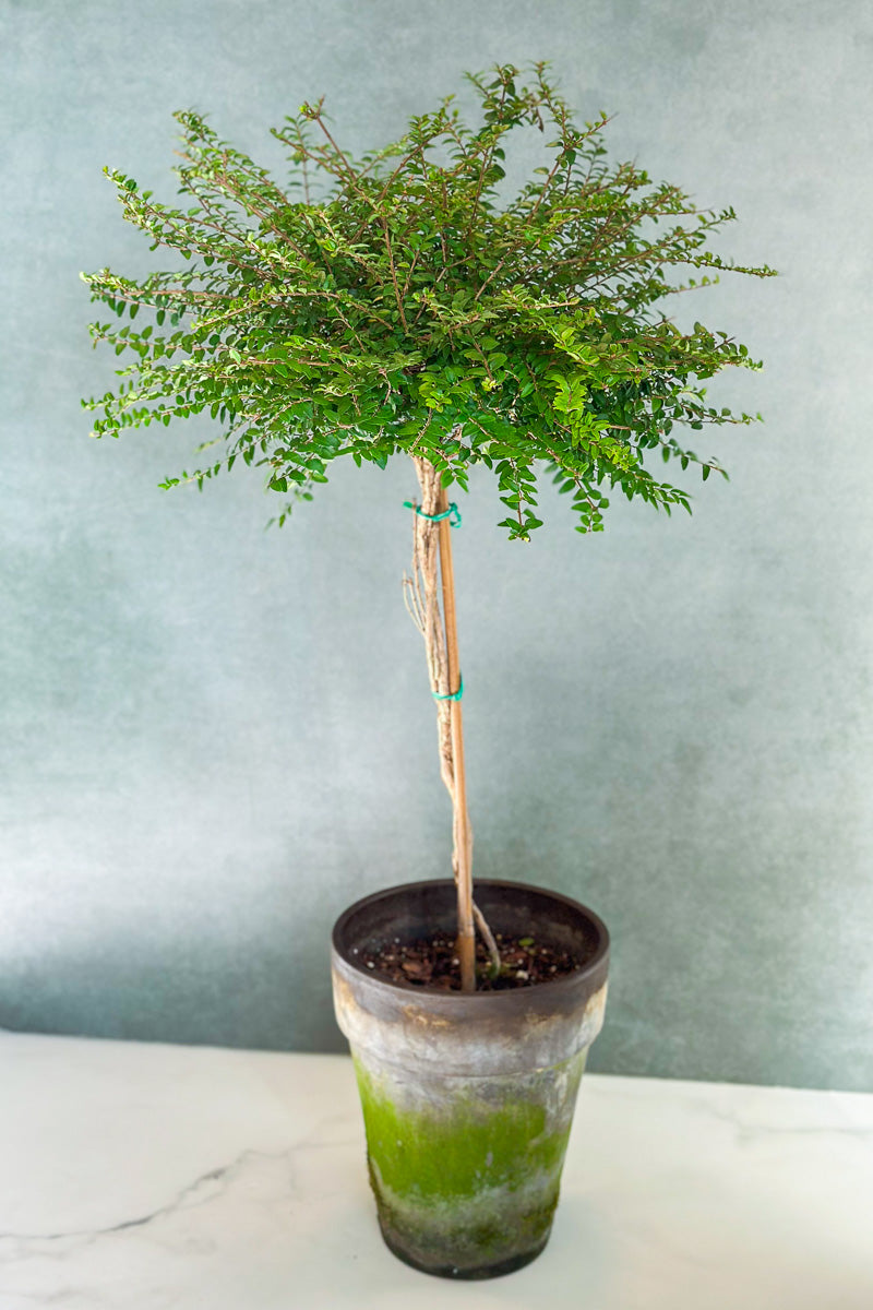 Boxwood Honeysuckle, Topiary 7" Grey Clay Pot