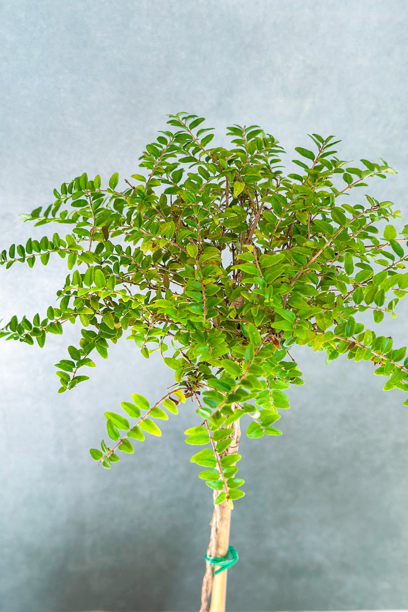 Boxwood Honeysuckle topiary 4"