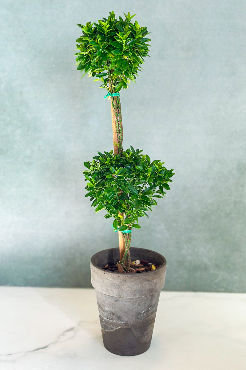 Euonymus, Topiary Double Ball 5" Grey Clay Pot