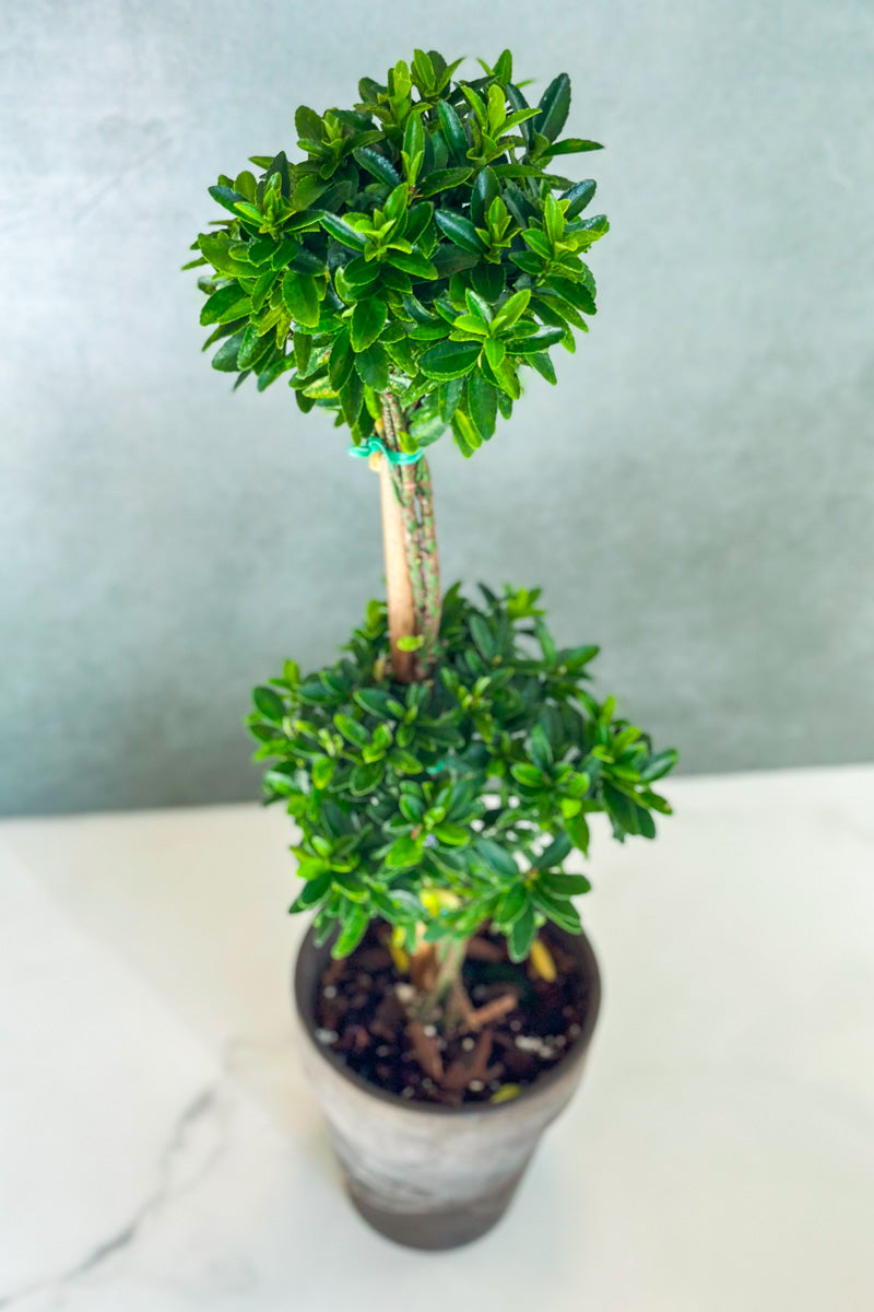 Euonymus, Topiary Double Ball 5" Grey Clay Pot
