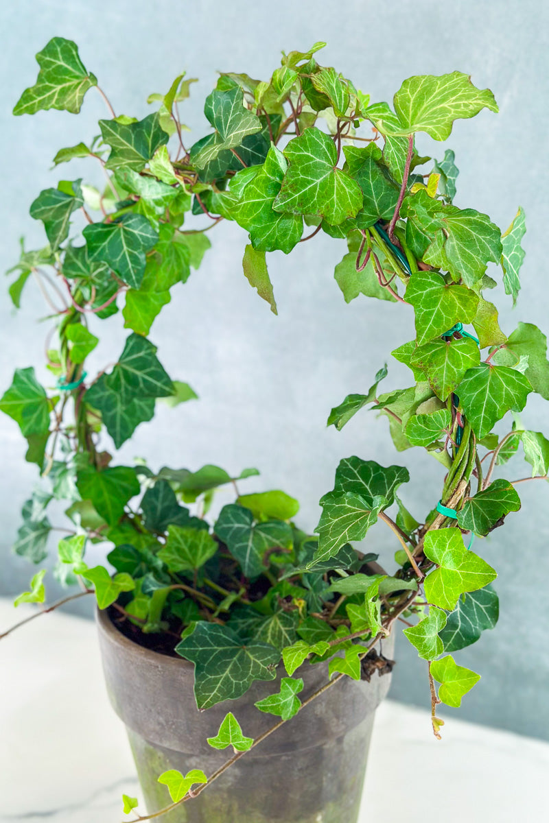 Ivy, Topiary Ring 7" Grey Clay Pot