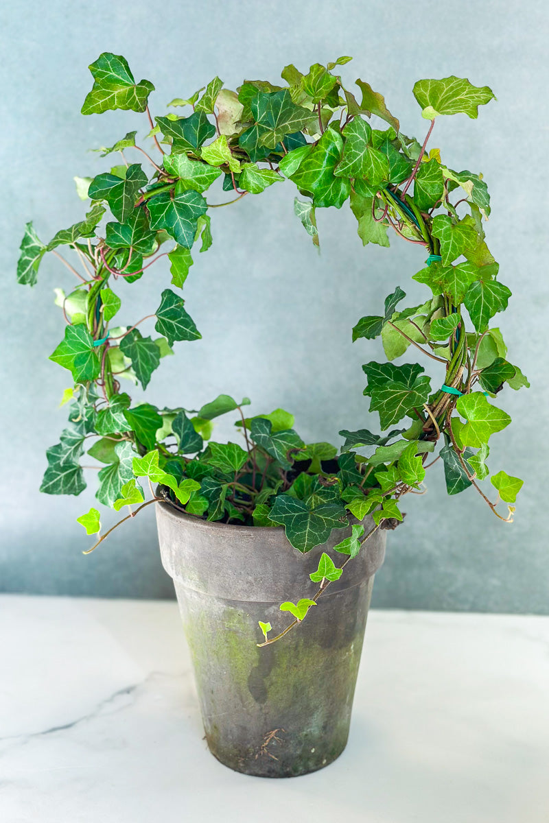 Ivy, Topiary Ring 7" Grey Clay Pot