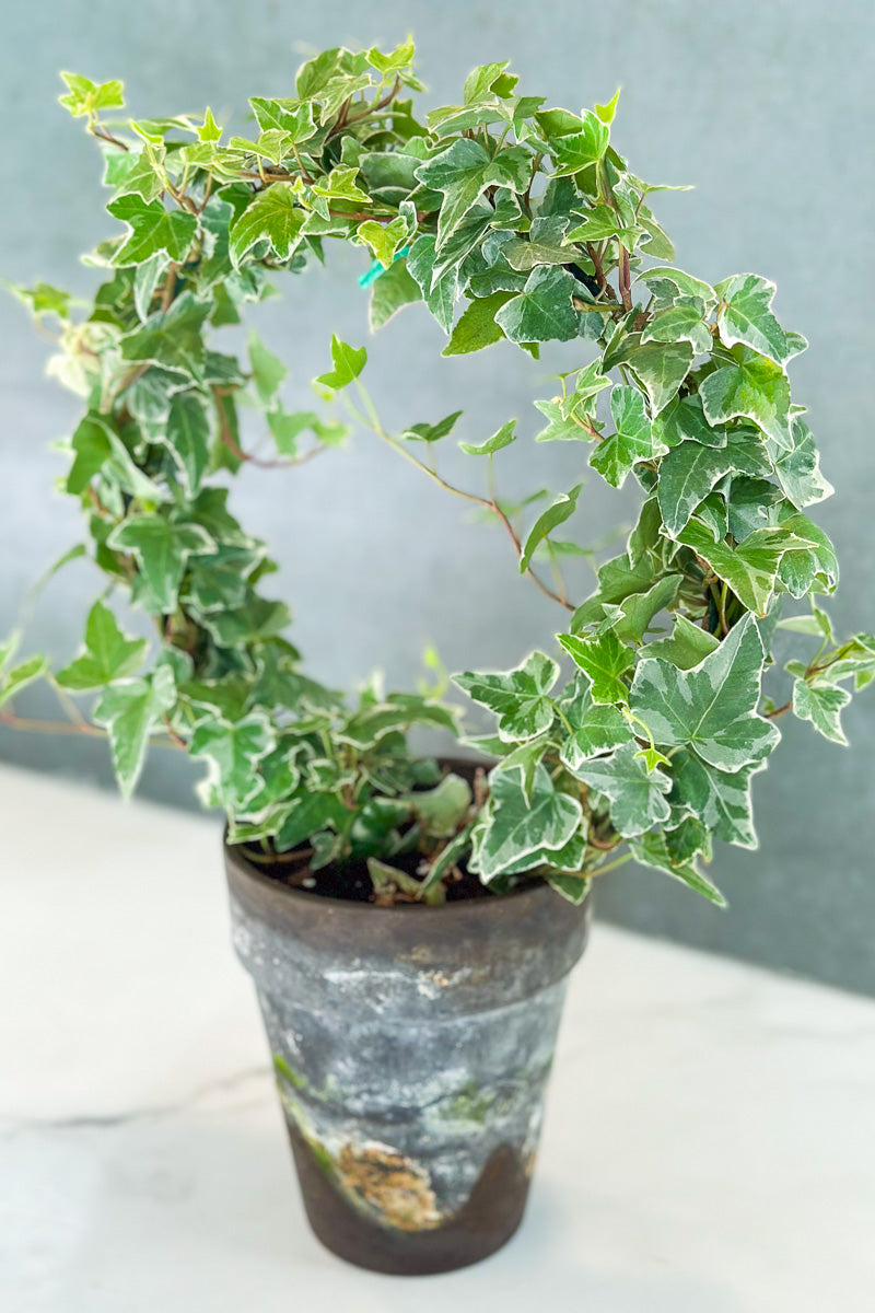 Ivy, Variegated Topiary Ring 5" Grey Clay Pot
