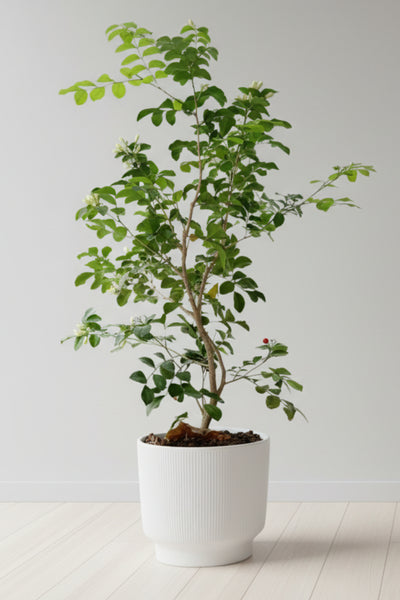Citrus, Orange Jasmine Lakeview 14