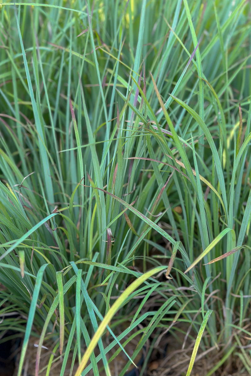 Grass, Little Bluestem Sandhill