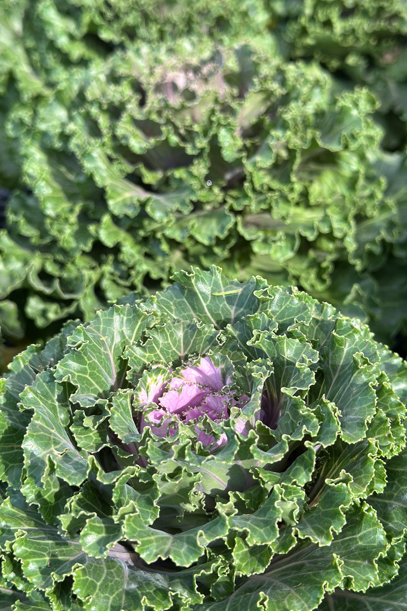 Ornamental Kale, Crystal Pink