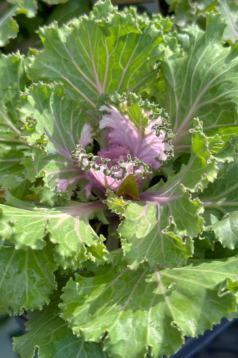 Ornamental Kale, Crystal Pink
