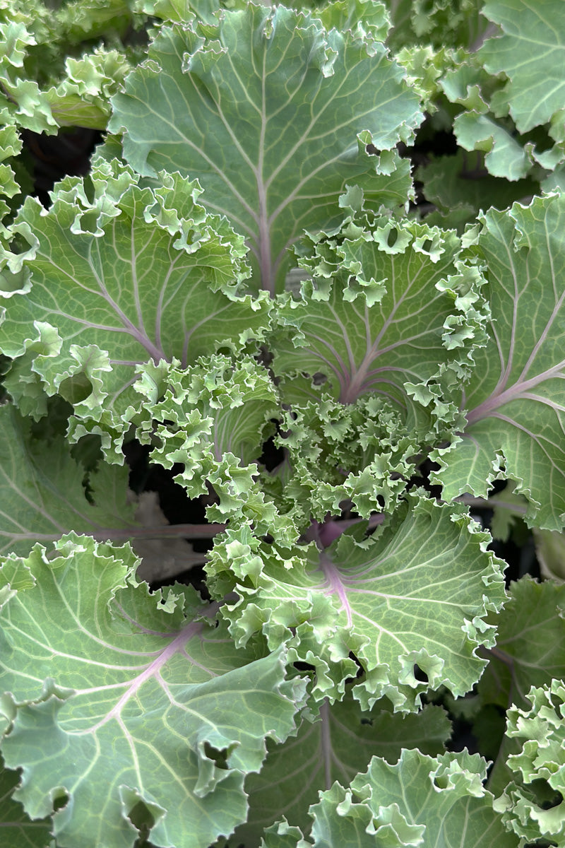 Ornamental Kale, Kamome Pink 4"