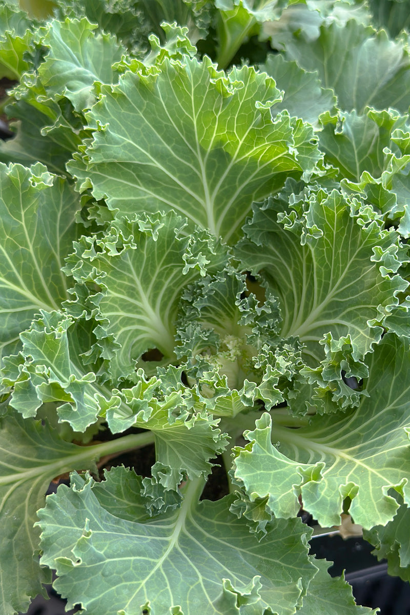Ornamental Kale, Kamome White