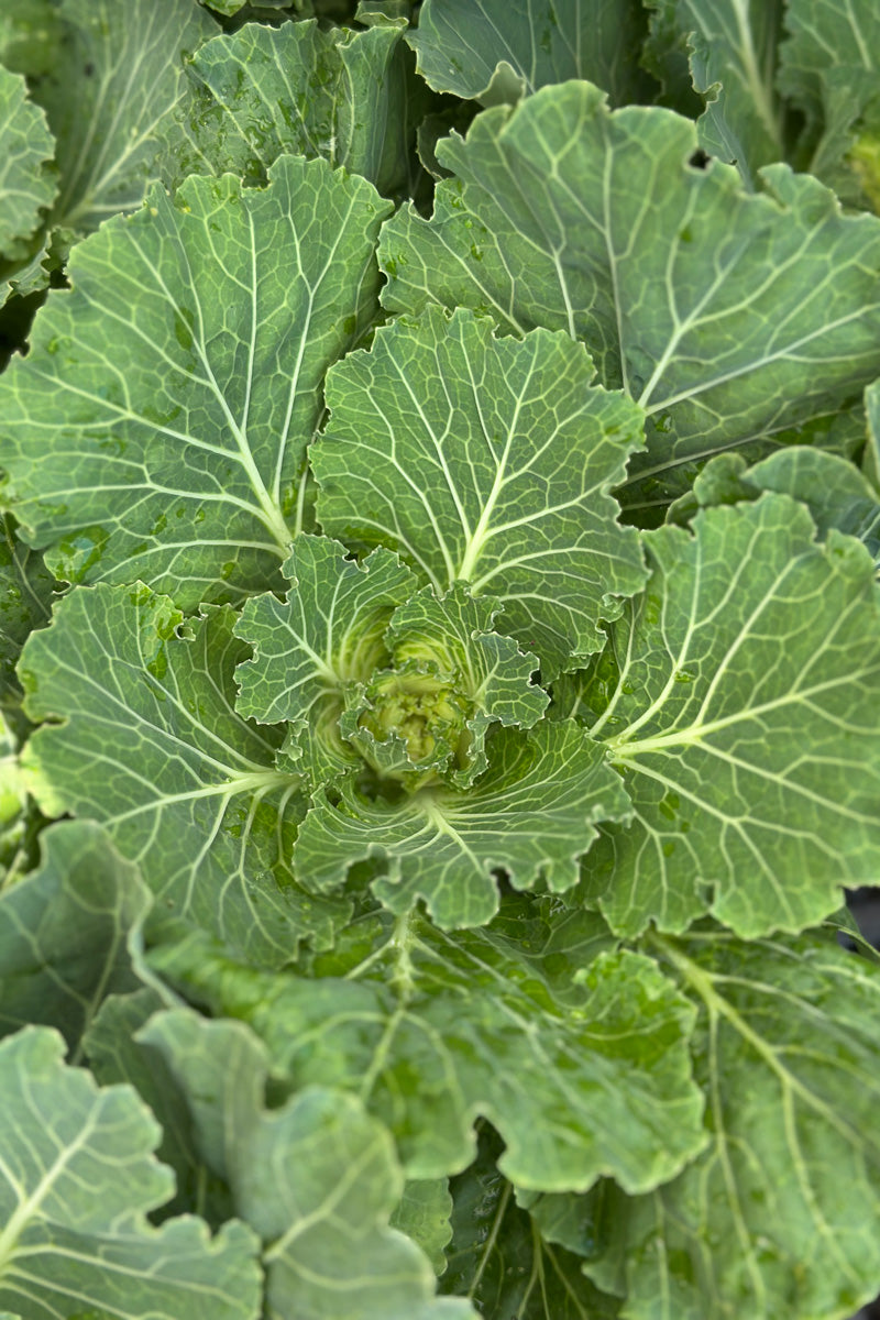 Ornamental Kale, Osaka Pink Bicolor