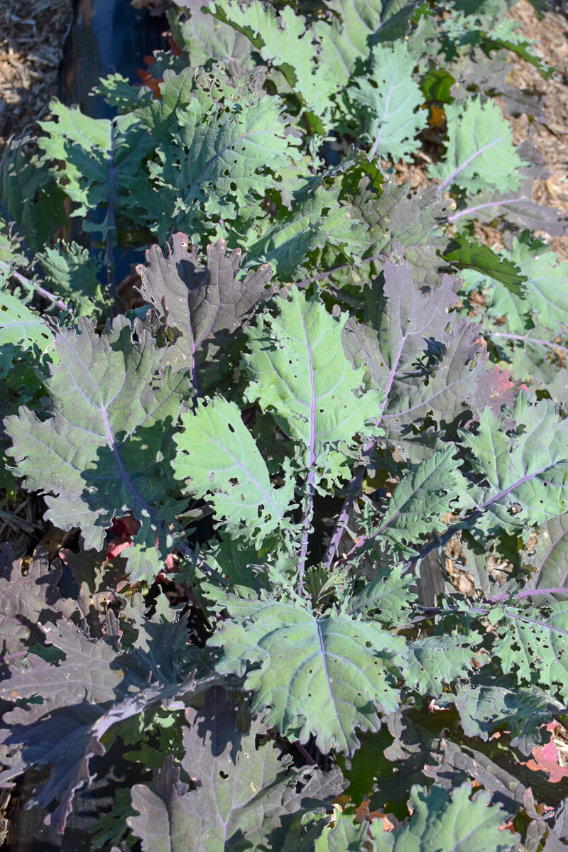 Vegetable,Kale Red Russian