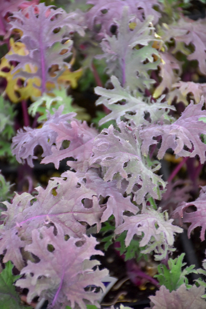 Vegetable,Kale Red Russian