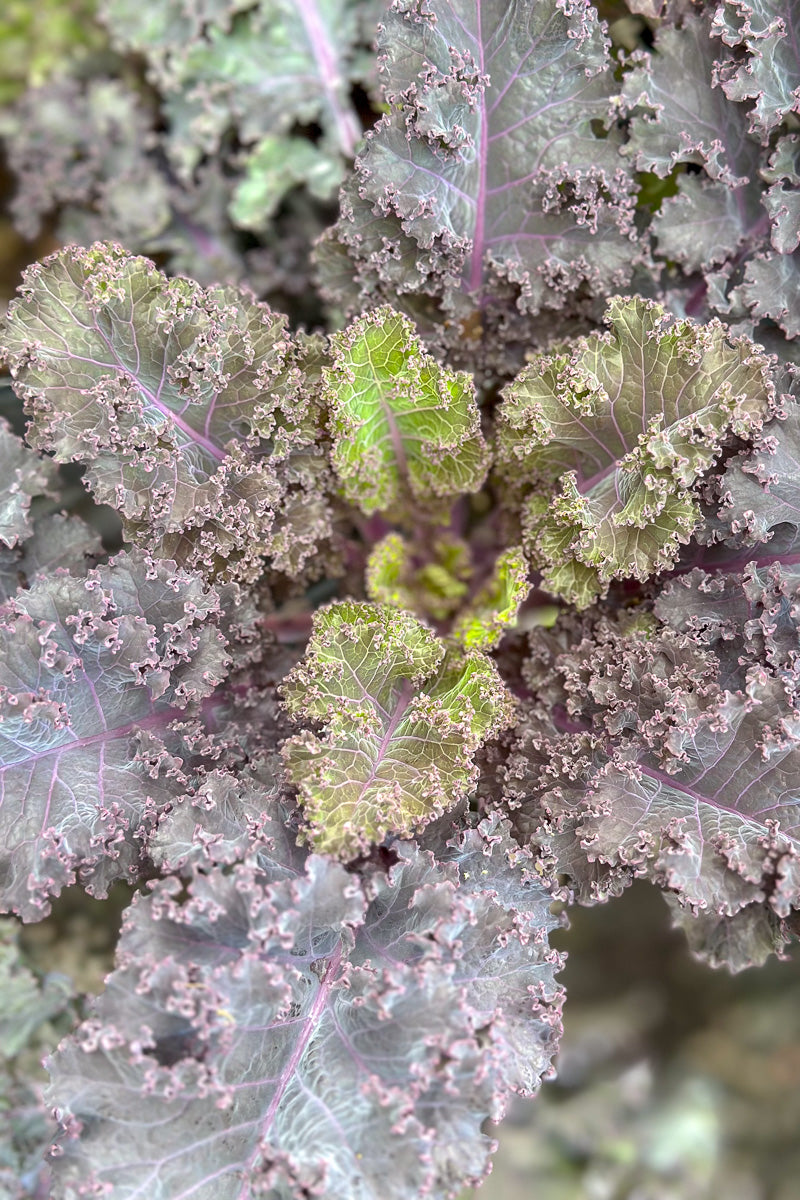 Ornamental Kale Scarlet Bor