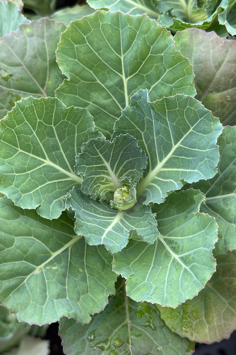 Ornamental Kale Songbird White