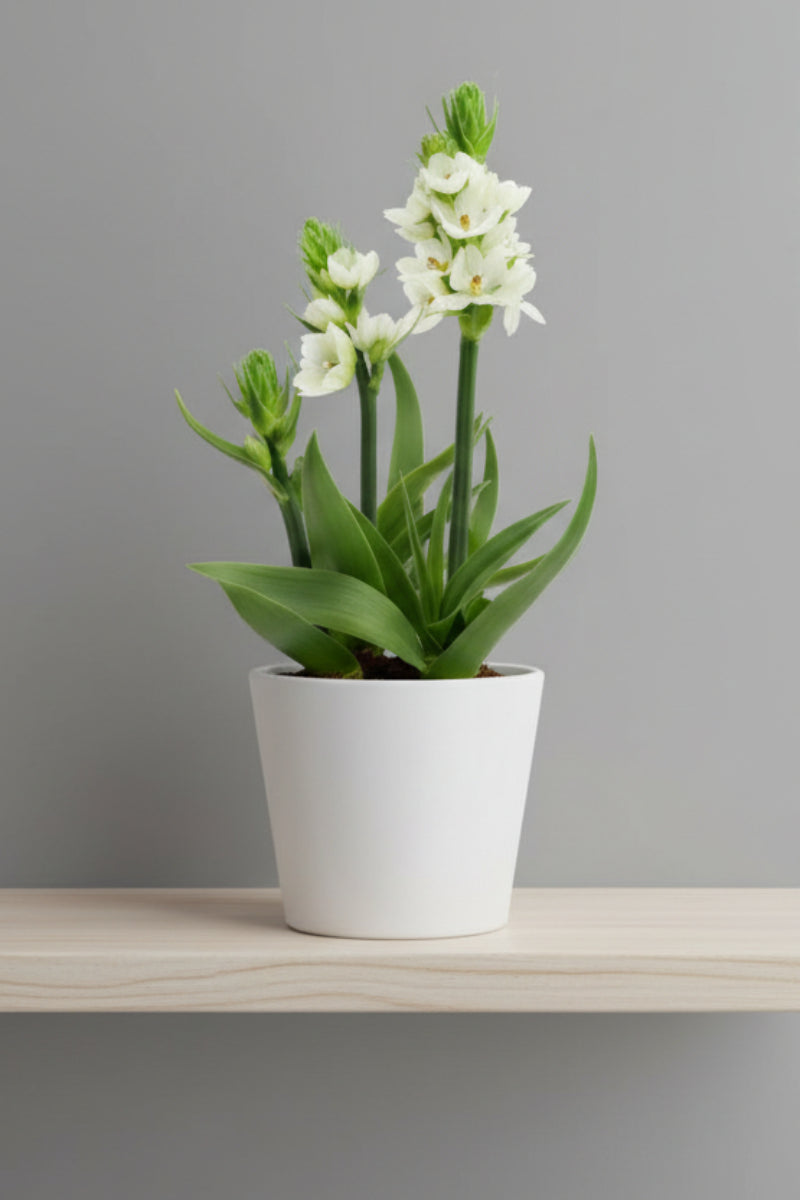 Ornithogalum, White 4"