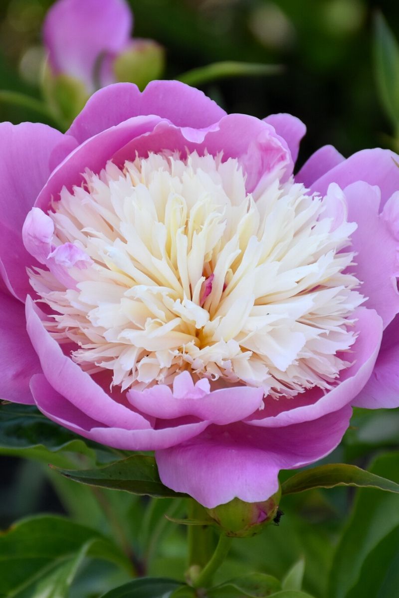 Peony, Bowl Of Beauty