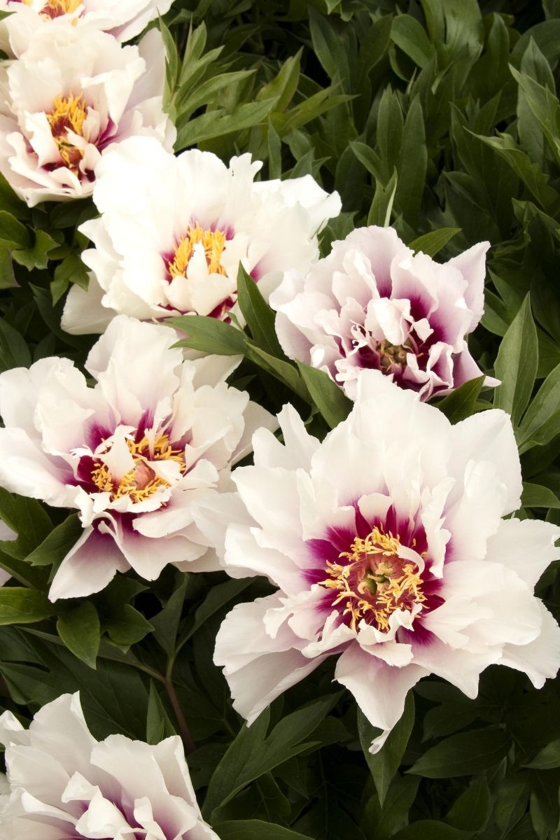 Peony, Itoh Cora Louise