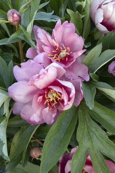 Peony, Itoh Takara