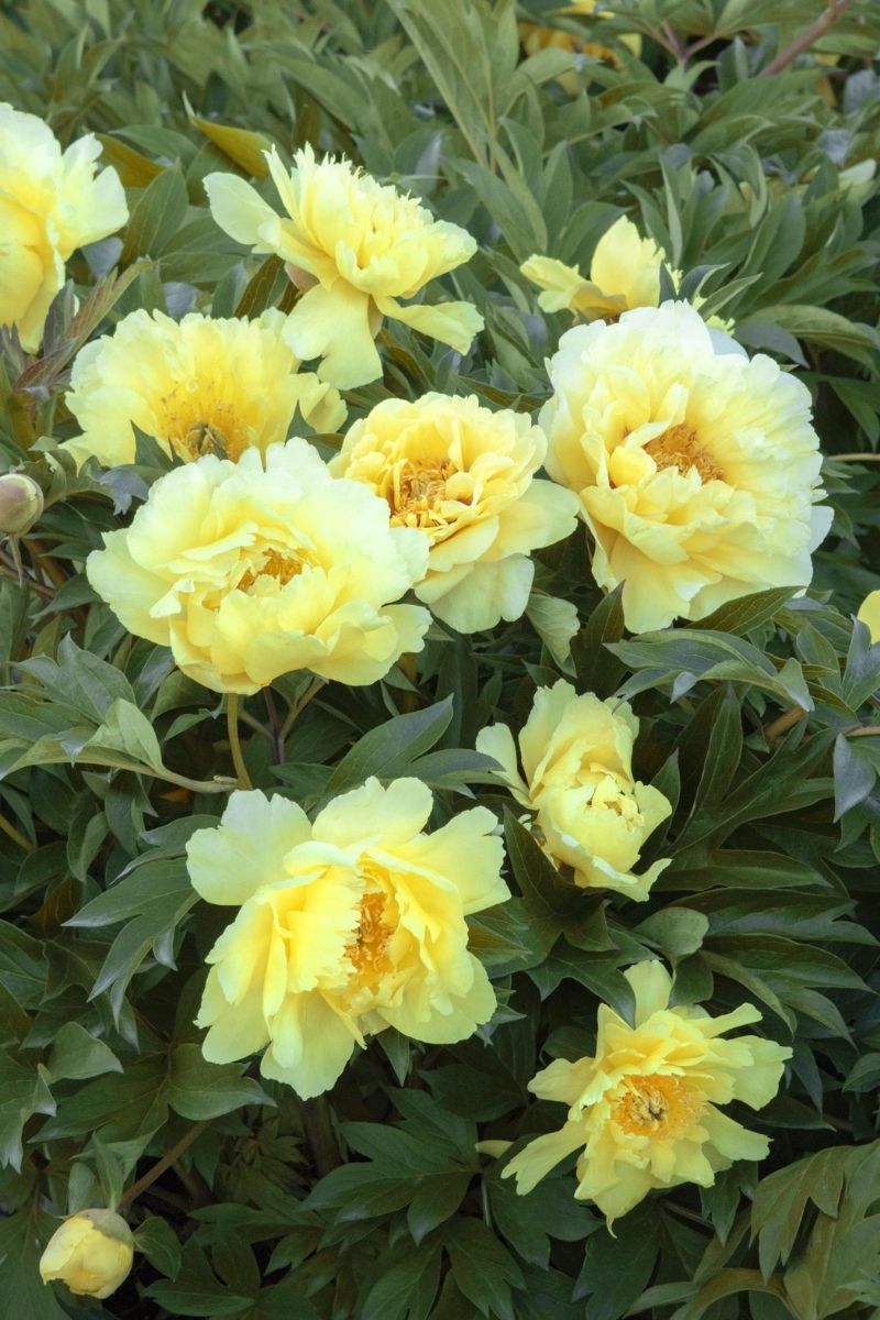 Peony, Itoh Yumi