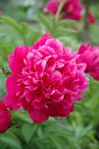 Peony, Kansas