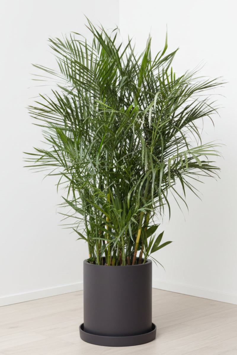 Palm, Chamaedorea Seifrizii 14"