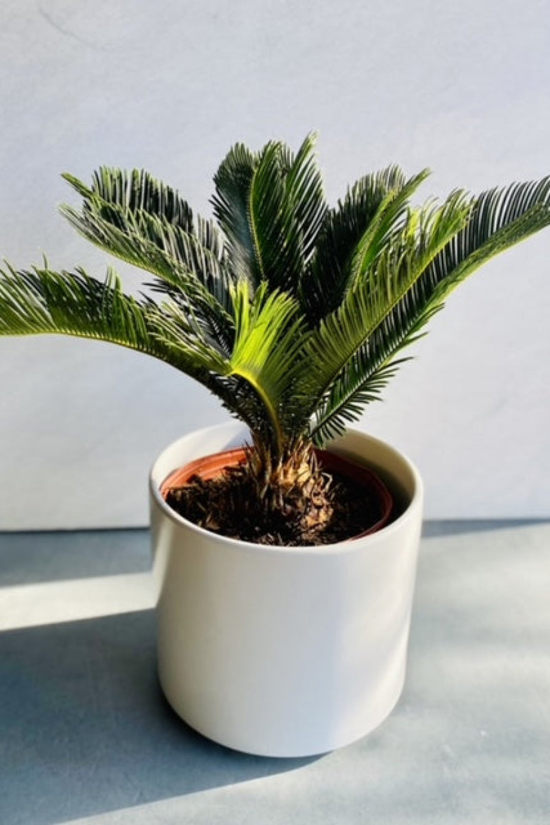 is sago palm an indoor plant Palm, King Sago 10" – Chalet