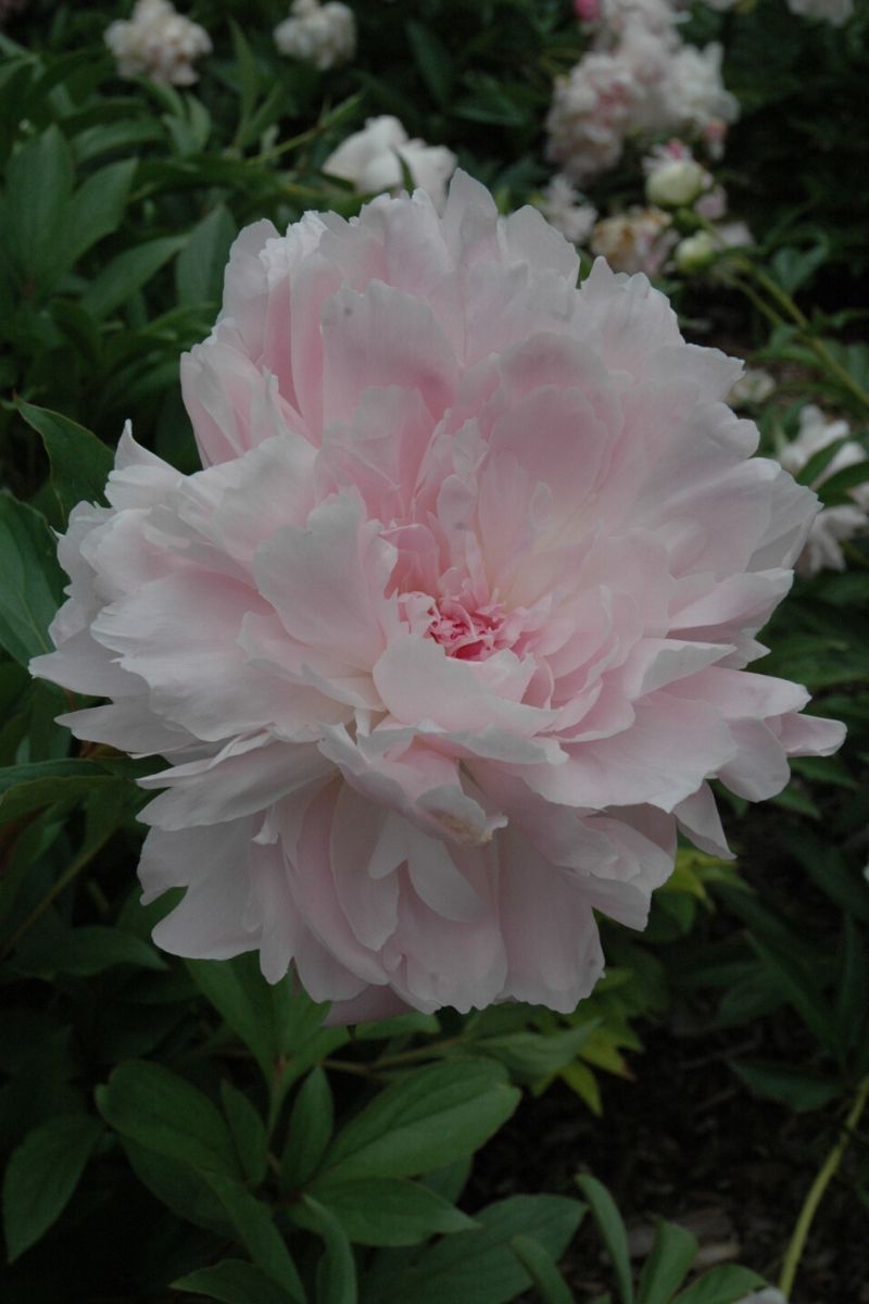 Peony, Mdme Emile D