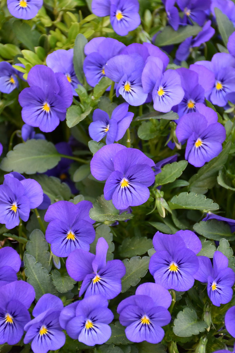 Pansy, Blue
