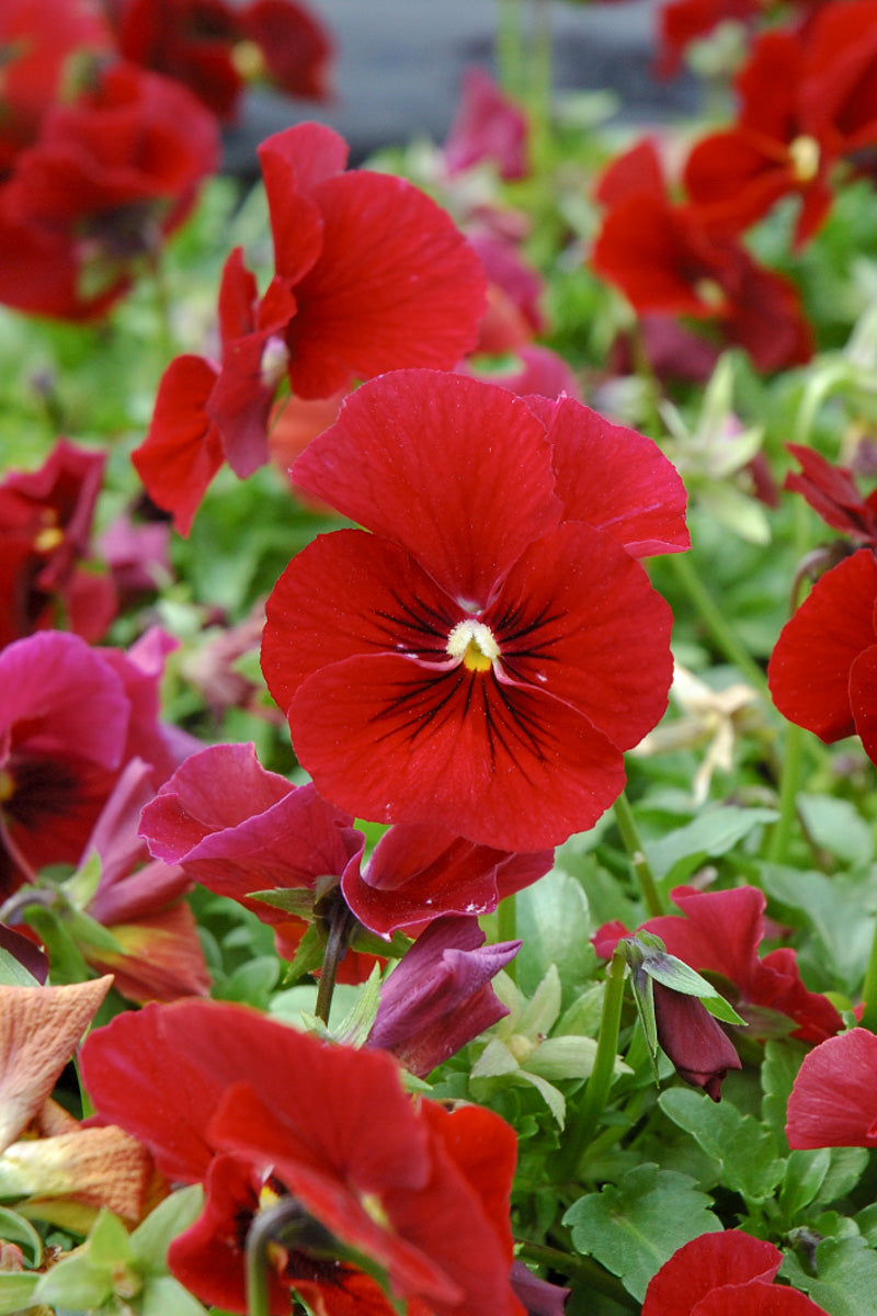 Pansy Red