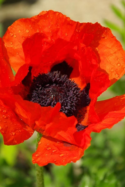 Poppy, Orient Prince Orange