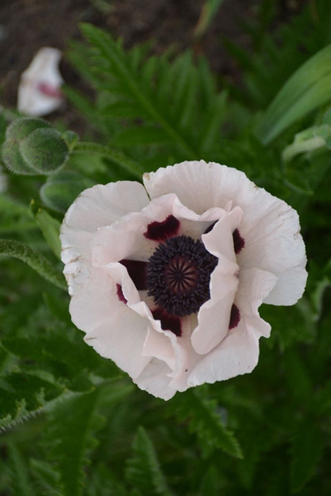 Poppy, Orient Royal Wedding