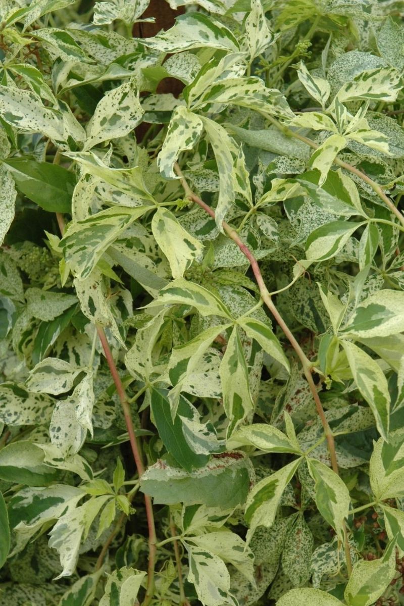 Vine, Virginia Creeper Variegated Star Showers
