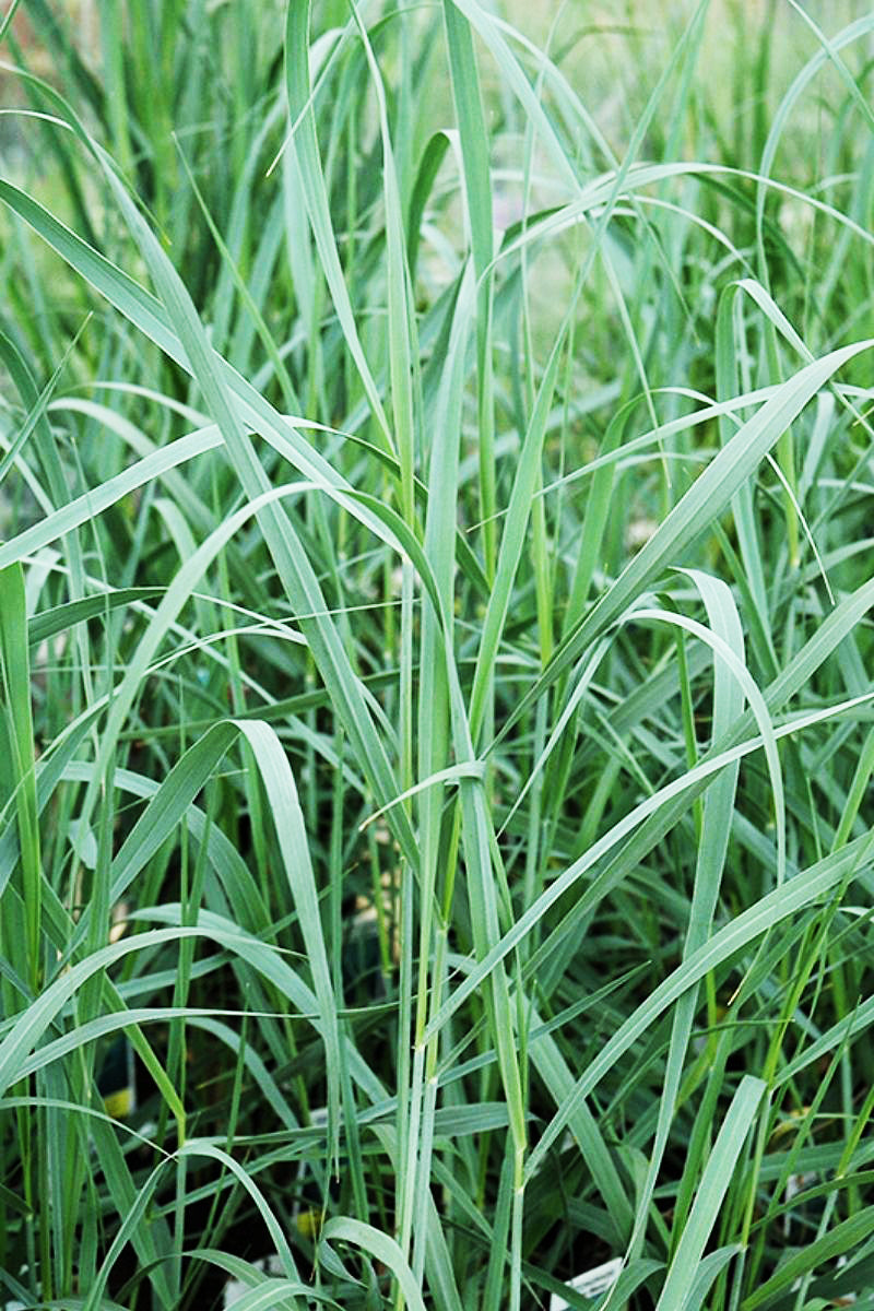 Grass, Switch Heavy Metal