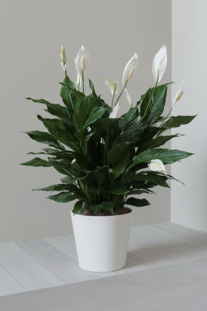 Peace Lily, 8"