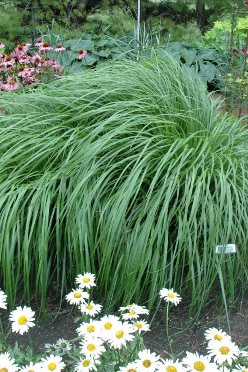 Grass, Fountain- Red Head