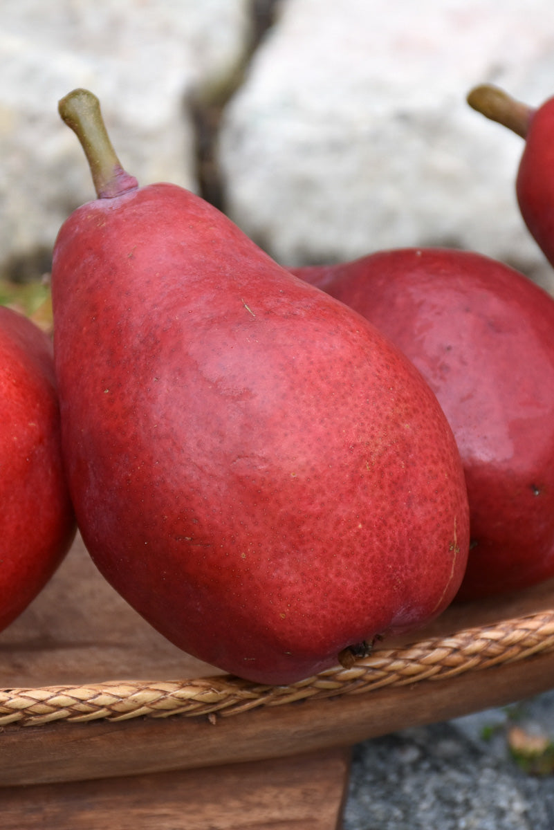 Fruit, Pear Red Bartlett
