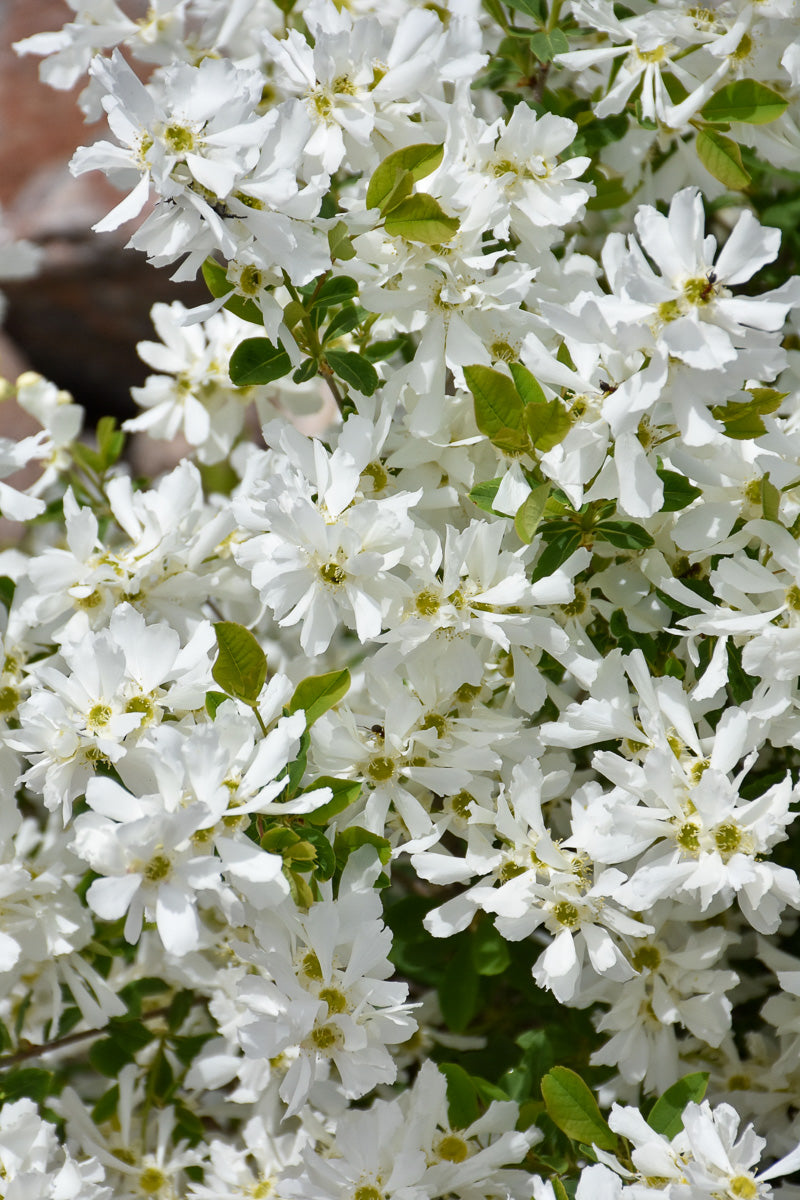 Pearl Bush, Lotus Moon