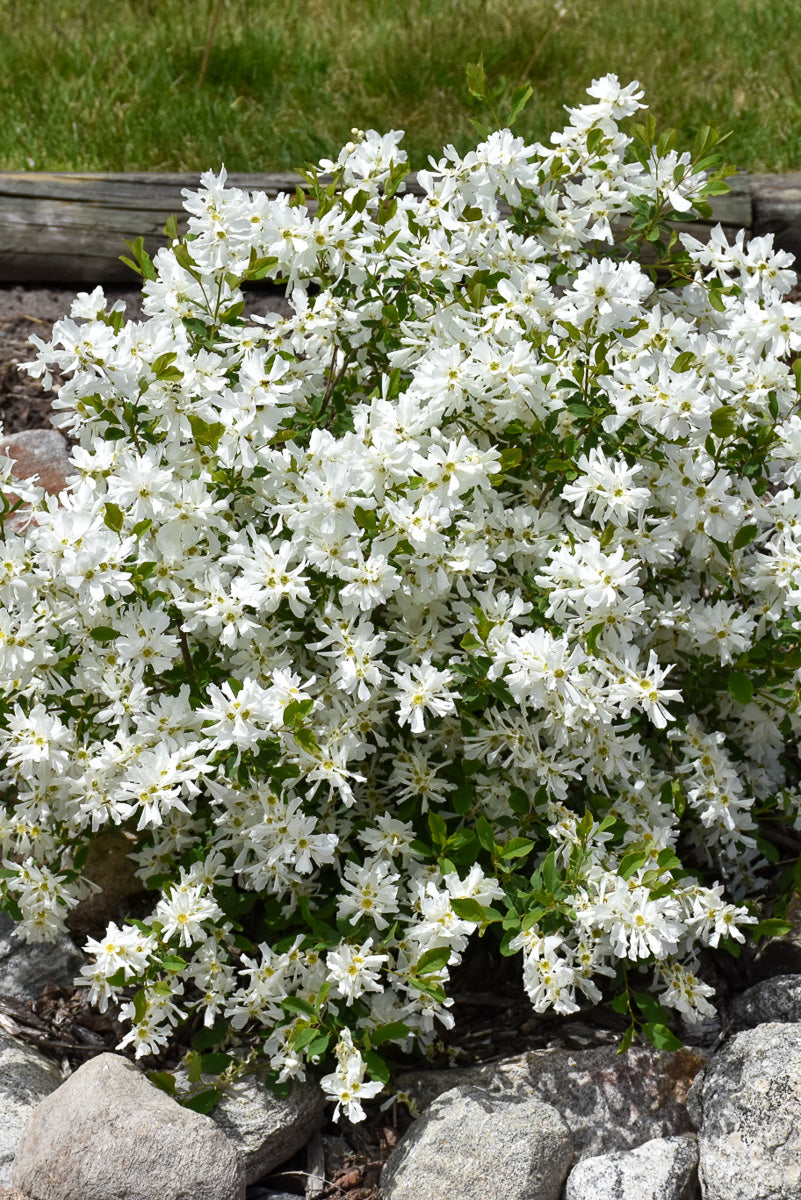 Pearl Bush, Lotus Moon