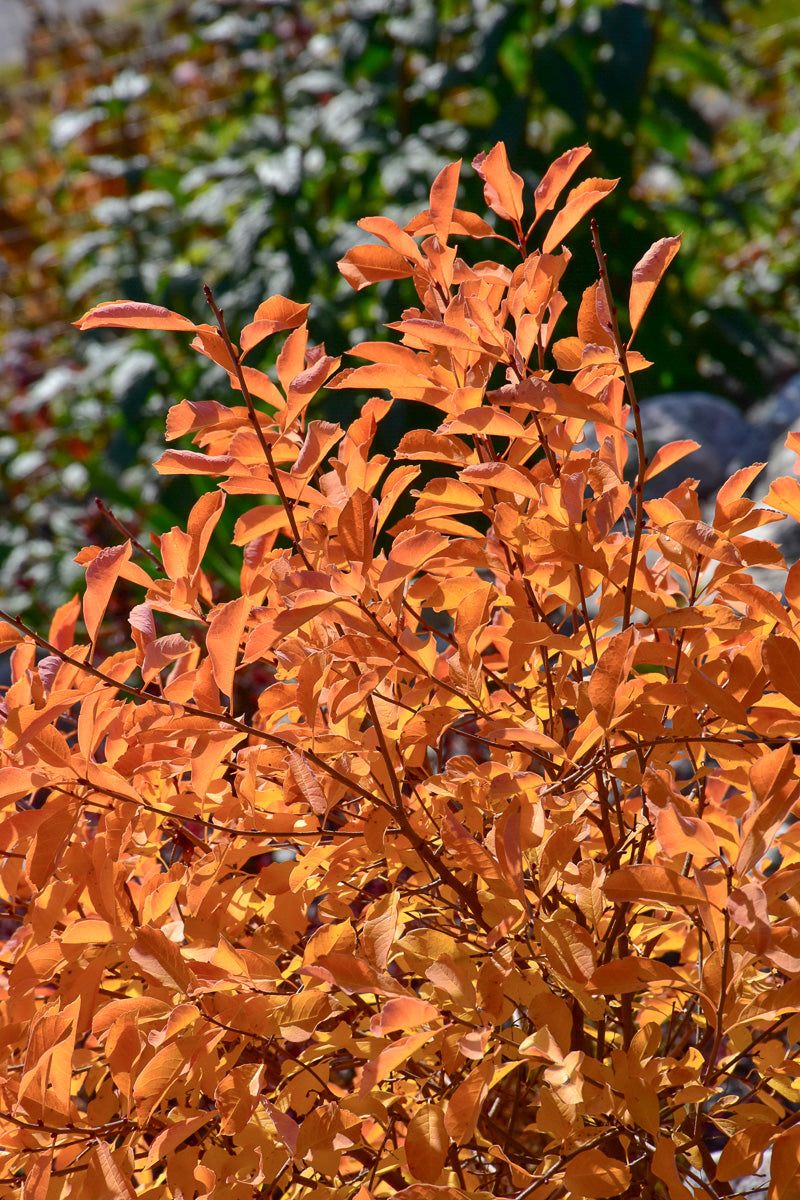 Pearl Bush, Lotus Moon