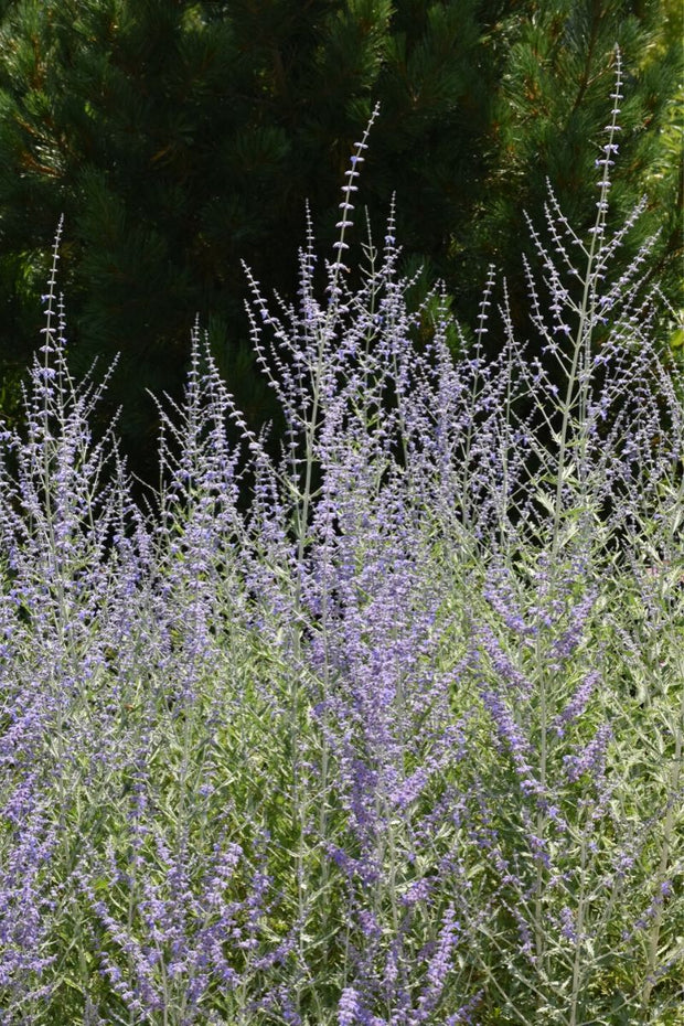 Russian Sage, Filigran