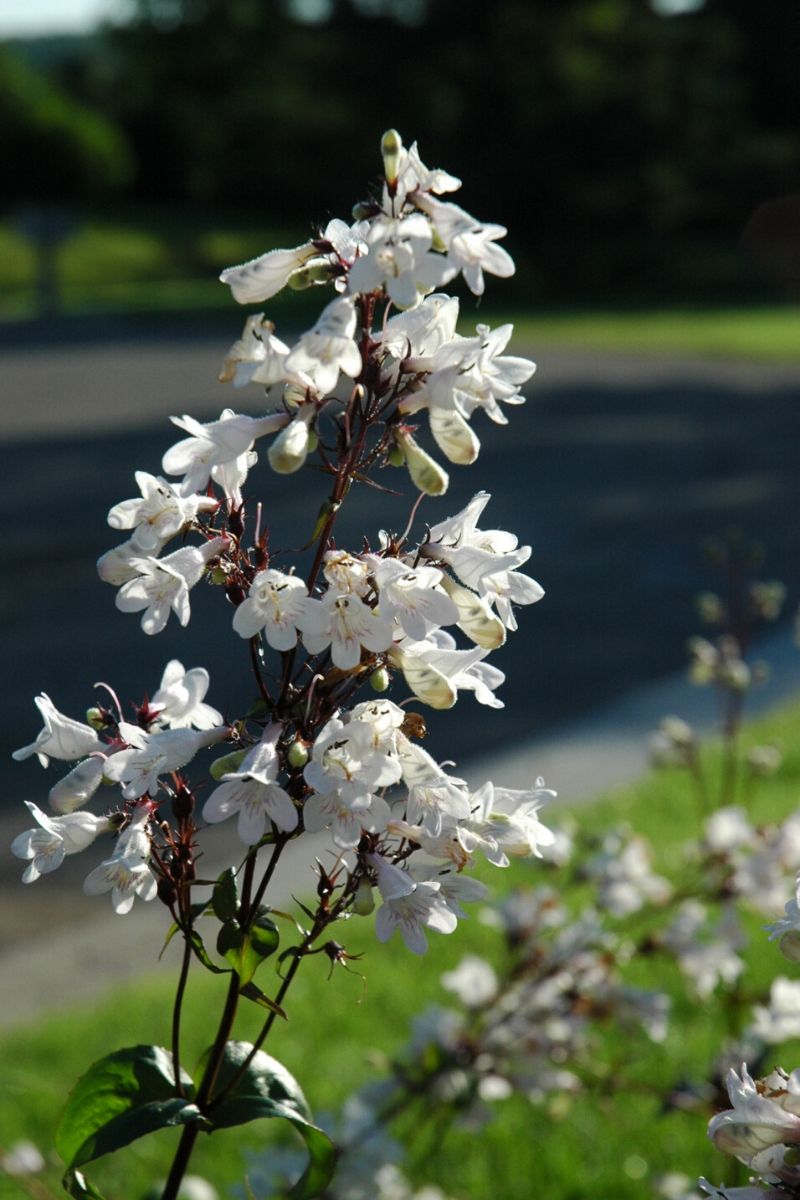 Beard-Tongue, Husker's Red