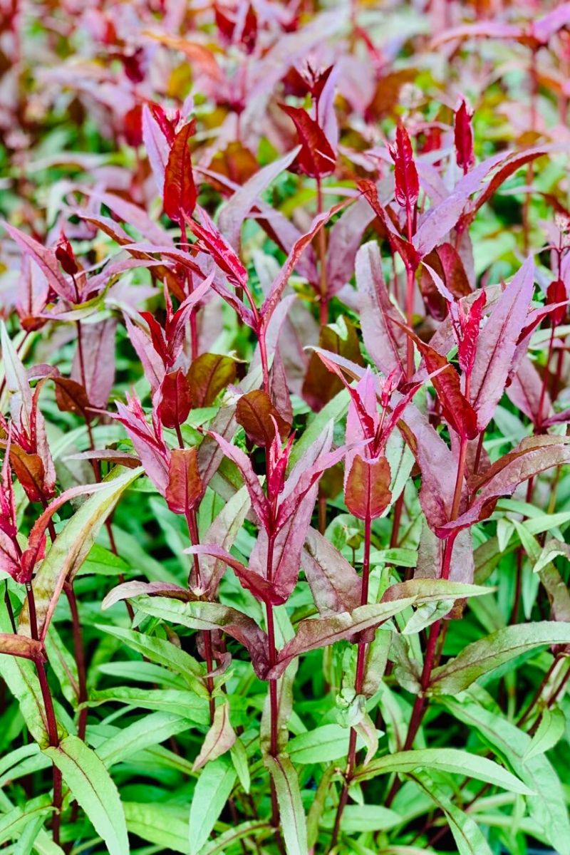 Beard-Tongue, Dark Towers
