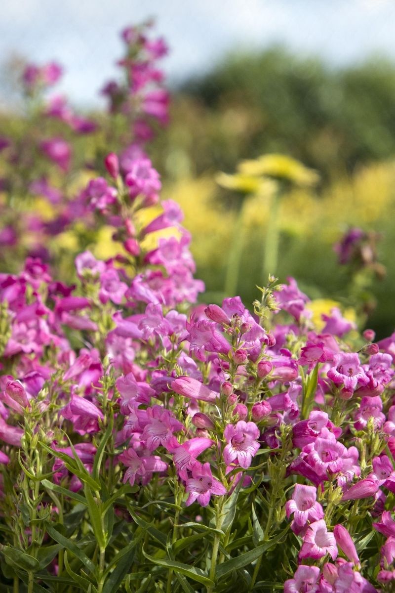 Beard-Tongue, Harlequin Pink