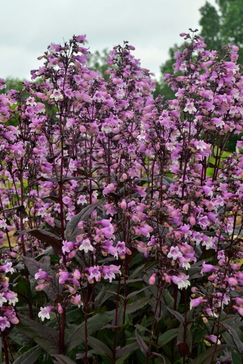 Beard-Tongue, Midnight Masquerade