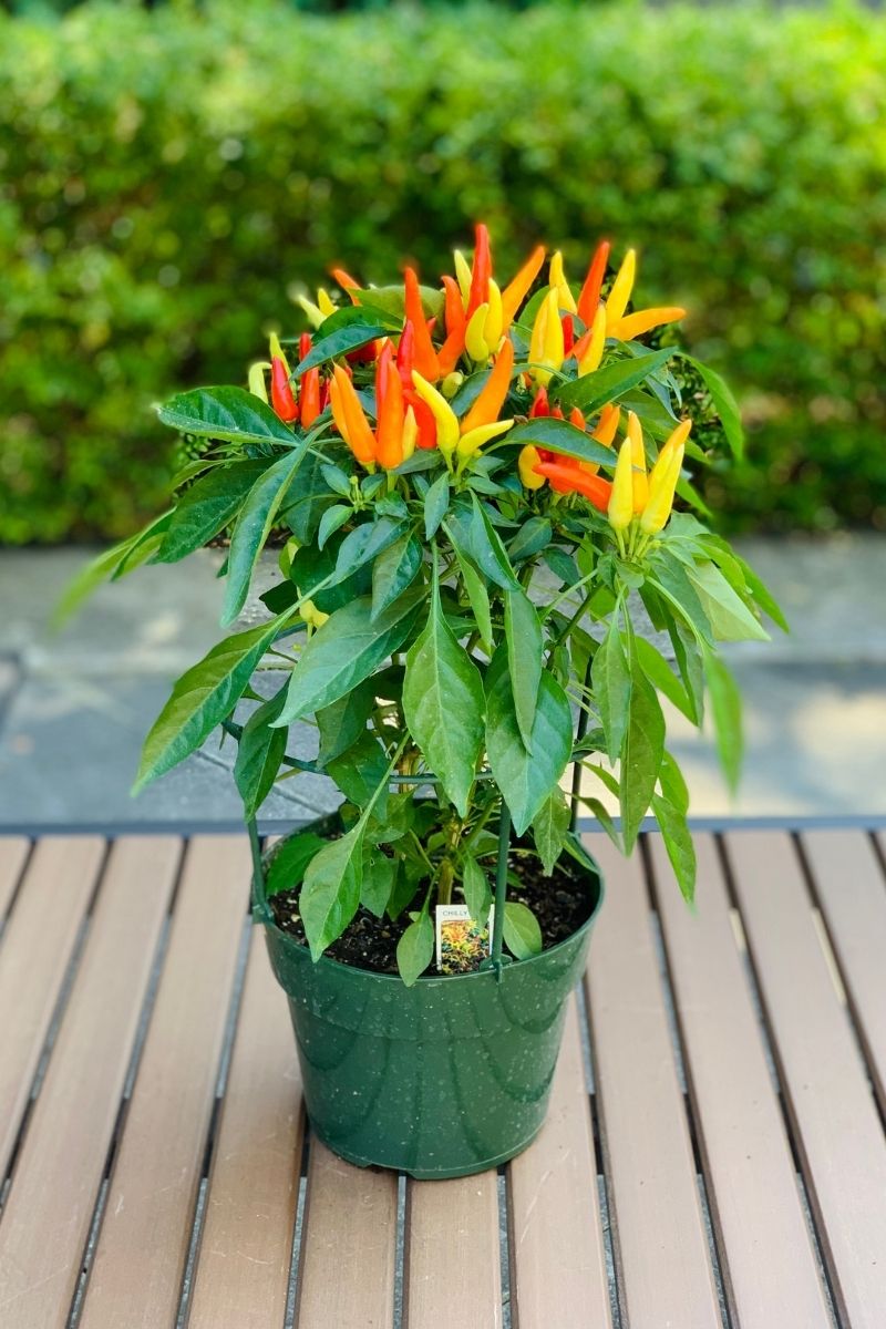 Ornamental Pepper, Chilly Chili