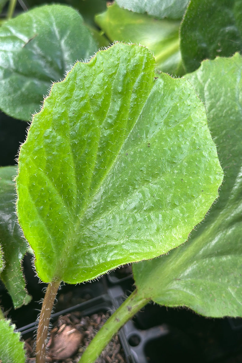 Bergenia, Sunfur