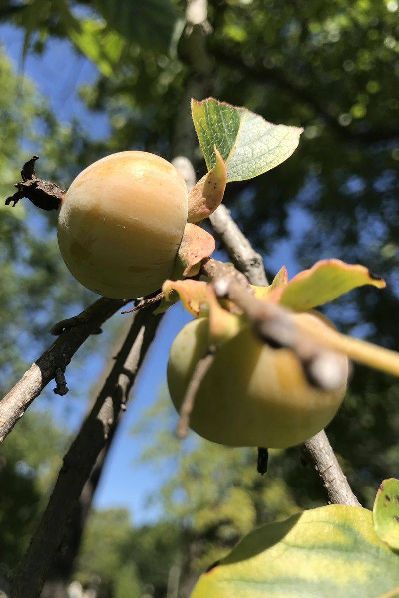 Fruit, Persimmon